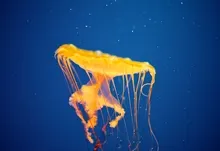 jellyfish invasion 1920x1200 wallpaper Art HD Wallpaper